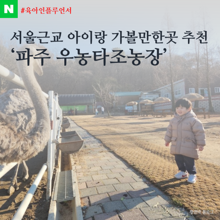 서울근교 아이랑갈만한곳 추천 우농 타조농장... 