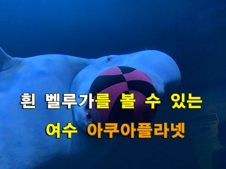 [전남 여수 여행]벨루가 볼 수 있는 아쿠아플라넷 여수