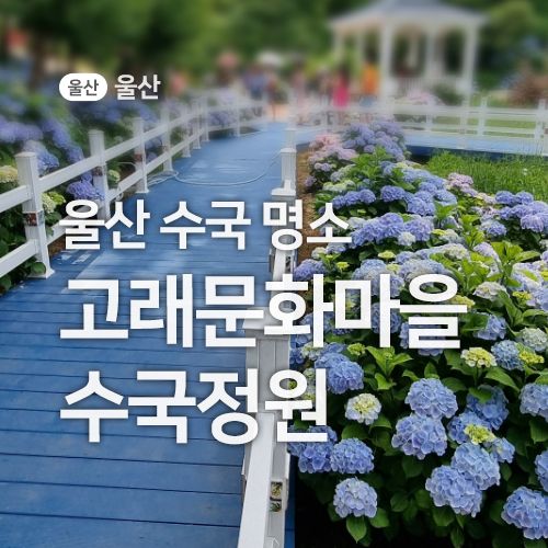 경북 울산 수국 명소, 장생포 고래문화마을  수국 정원