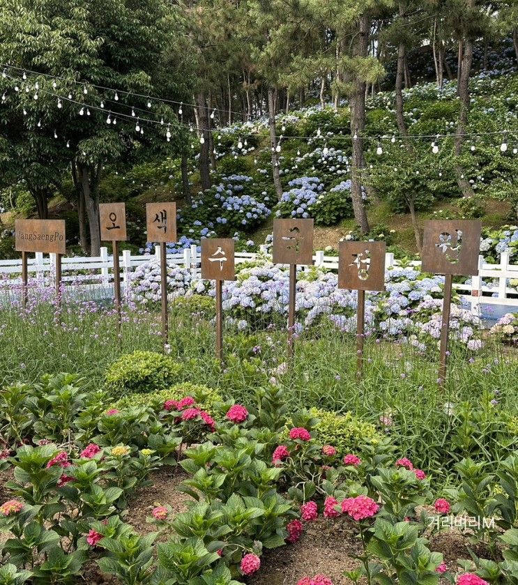 오색수국 정원 부산근교 나들이 [장생포고래문화마을] 모노레일...