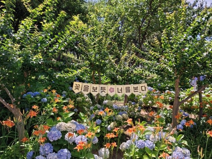울산 장생포 고래문화마을 수국 정원