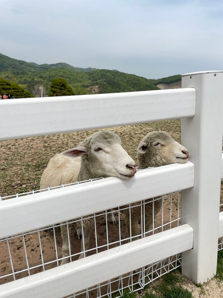 [증평/블랙스톤벨포레]충북 아이랑 갈만한 곳으로 추천: 목장... 