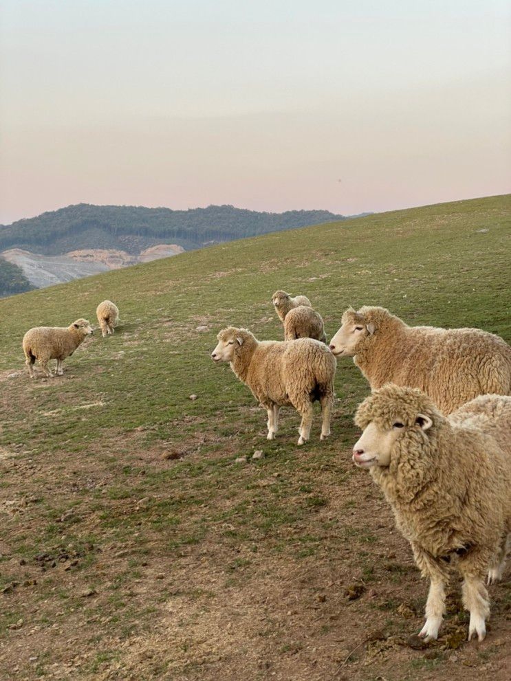 충남 아기랑 가볼만한곳_벨포레 아이랑 목장체험, 루지 , 놀이동산