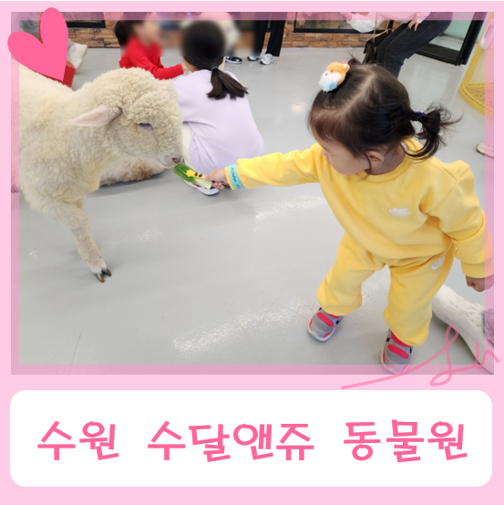 23개월 아기 서수원 수달앤쥬 동물원 이용후기(주차, 요금...