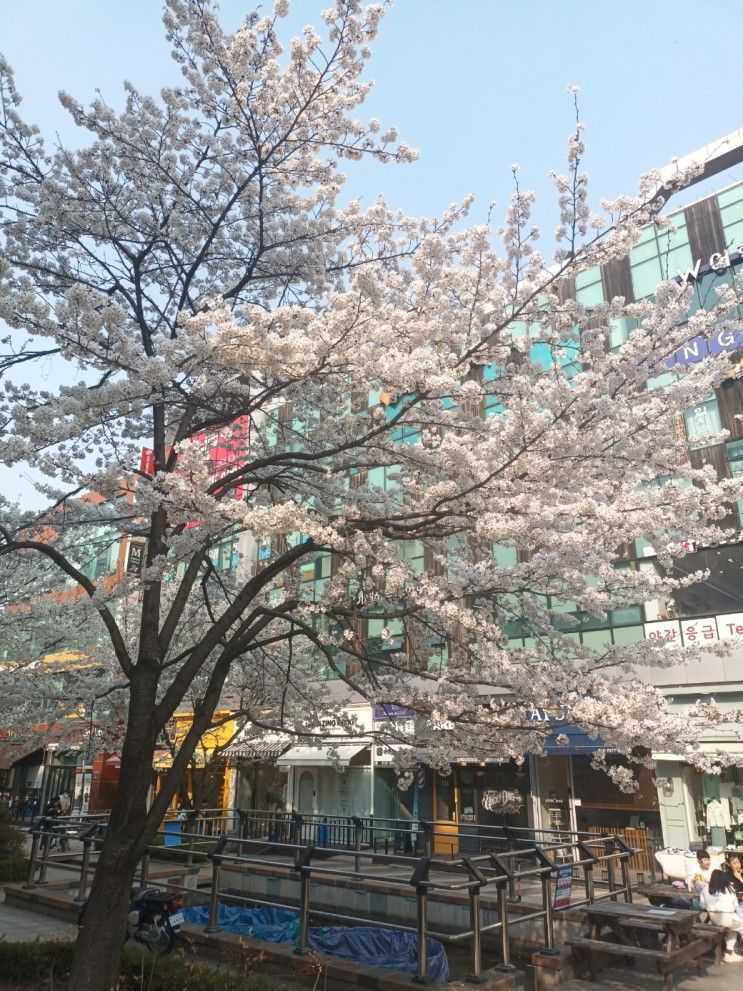 벚꽃놀이 / 판교카페골목 산책 / 낙생대공원 / 탄천길