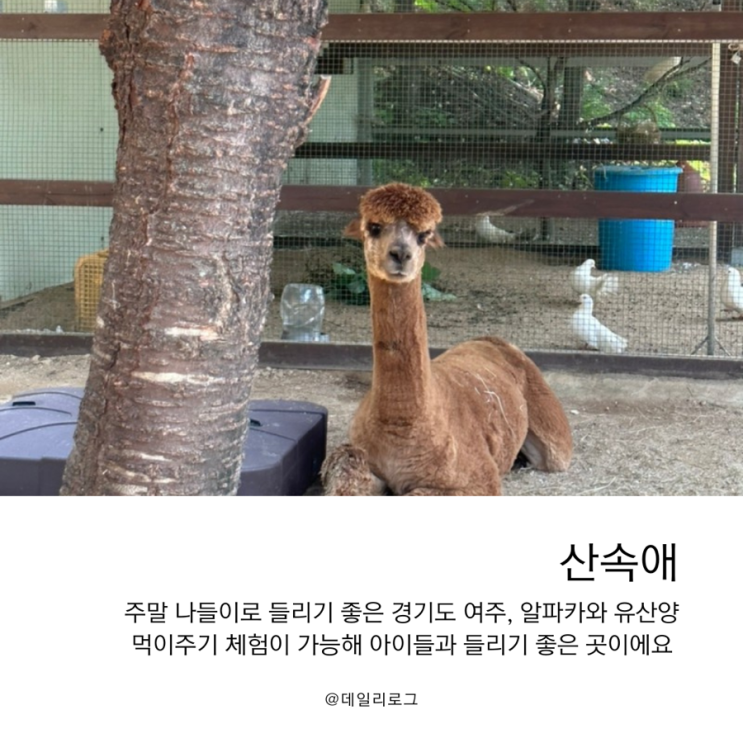 가족나들이로 힐링하기 좋은 알파카를 볼 수 있는 곳 “산속애”