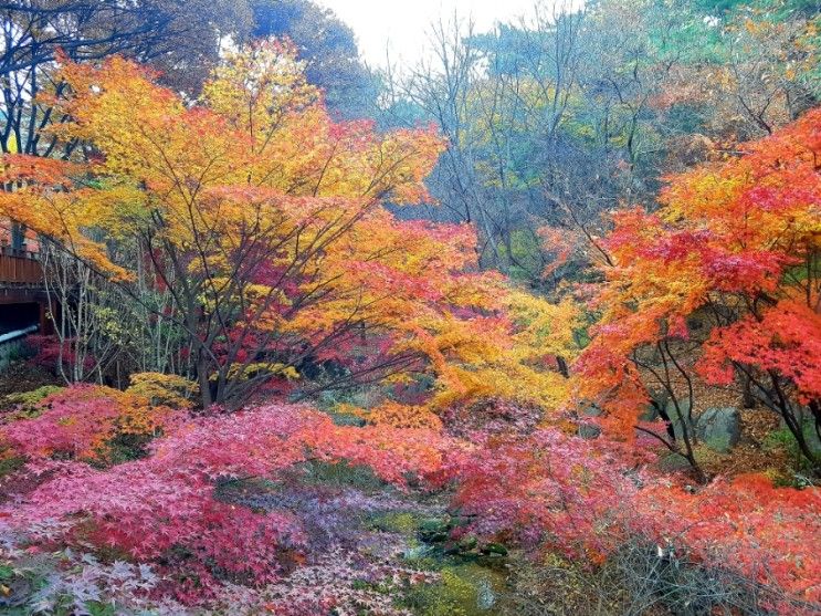 오메 단풍들겄네 삼청공원