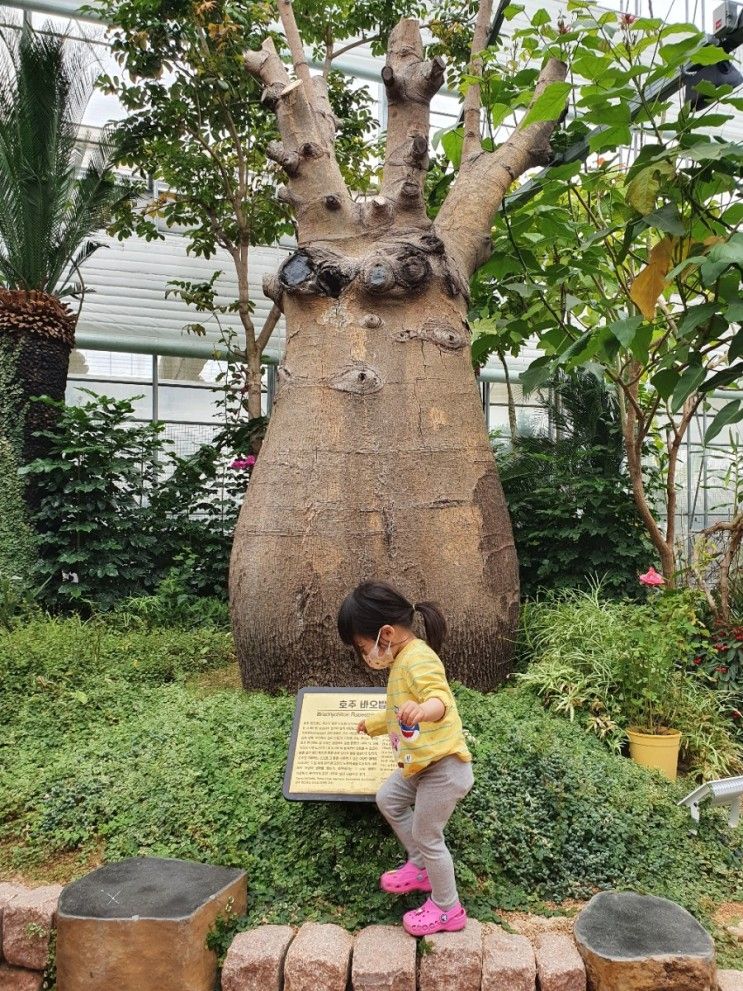 화성 아이랑 가볼만한 곳 바오밥식물원베이커리