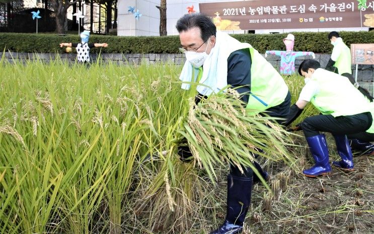 농협 농업박물관, 도심 속 '전통 방식 벼 베기' 눈길