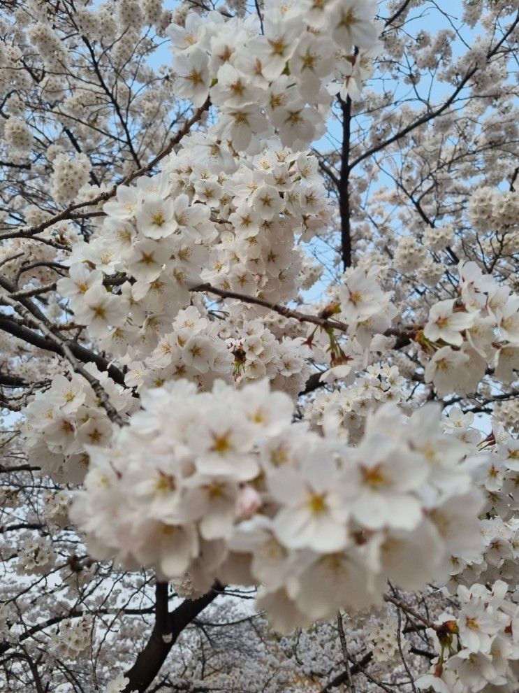 관악산역 서울대학교 벚꽃명소와 서울대학교 주차정 (벚꽃과...