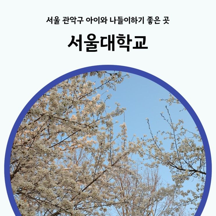 서울대에서 벚꽃 놀이 서울 아이와 벚꽃놀이 하기 좋은 곳