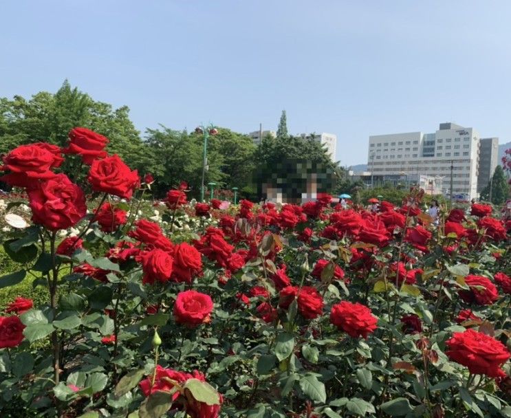 유산본점, 구산면 오오유카페 본점, 장미공원, 봉곡동...