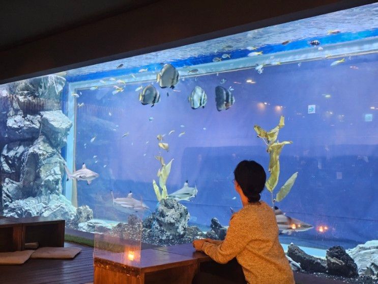 [광교카페] "청수당 해림" 상어가 있는 대형수조 카페