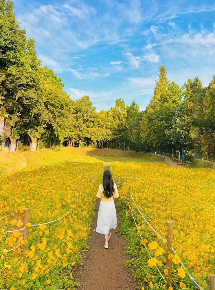 서울 올림픽공원 들꽃마루 꽃구경 주차 위치 개화현황