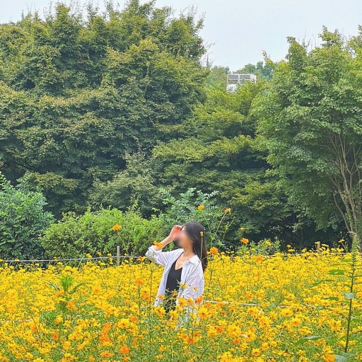 서울 가볼만한 곳 올림픽공원 들꽃마루 황화 코스모스