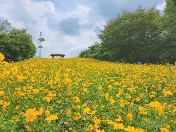 서울 올림픽공원 들꽃마루 코스모스 명소