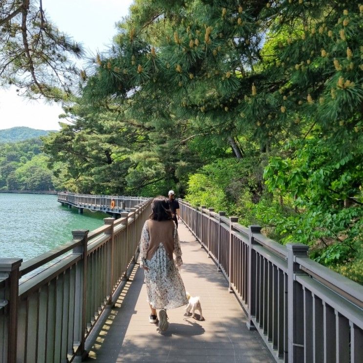 포천 산정호수 낭만닥터 김사부 촬영지 강아지동반여행 추천