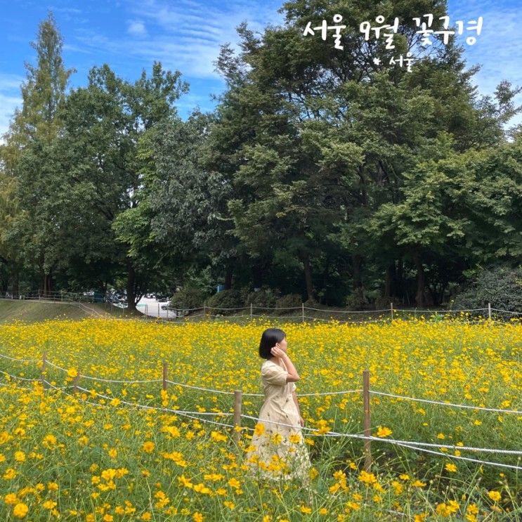 올림픽공원 들꽃마루 코스모스 서울 9월 꽃구경 가볼만한곳