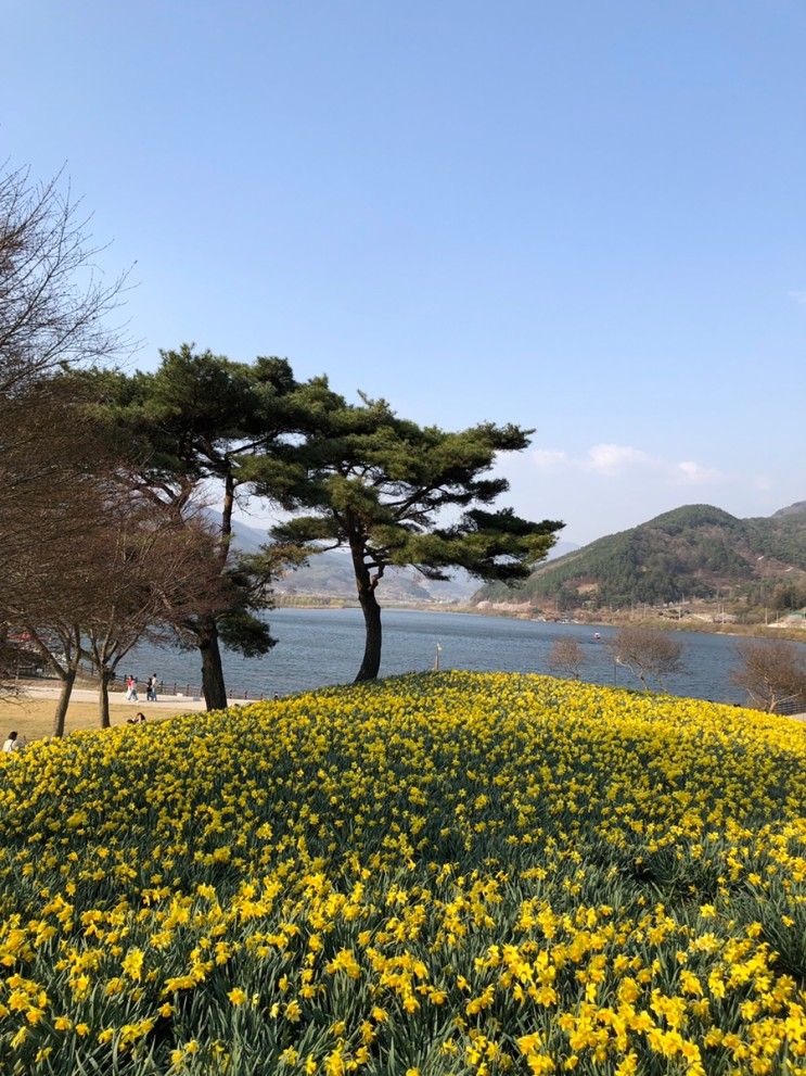 드라마 촬영지, 구례 숨은 벚꽃 맛집 (구례 지리산 치즈랜드... 