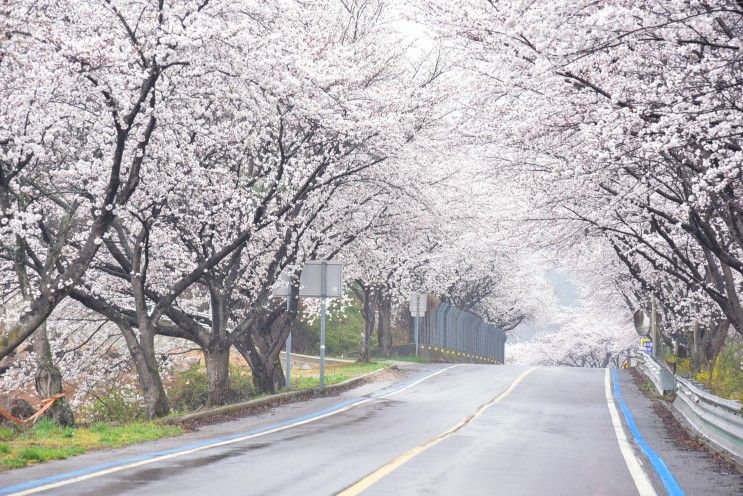 벚꽃 여행 구례 벚꽃 구례 섬진강 벚꽃길 구례 지리산치즈랜드... 