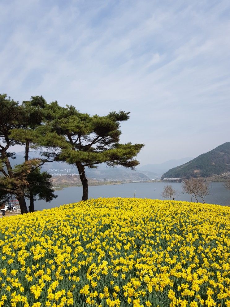 2023년 화개 십리벚꽃, 지리산치즈랜드 후기 (3월 29일 촬영)