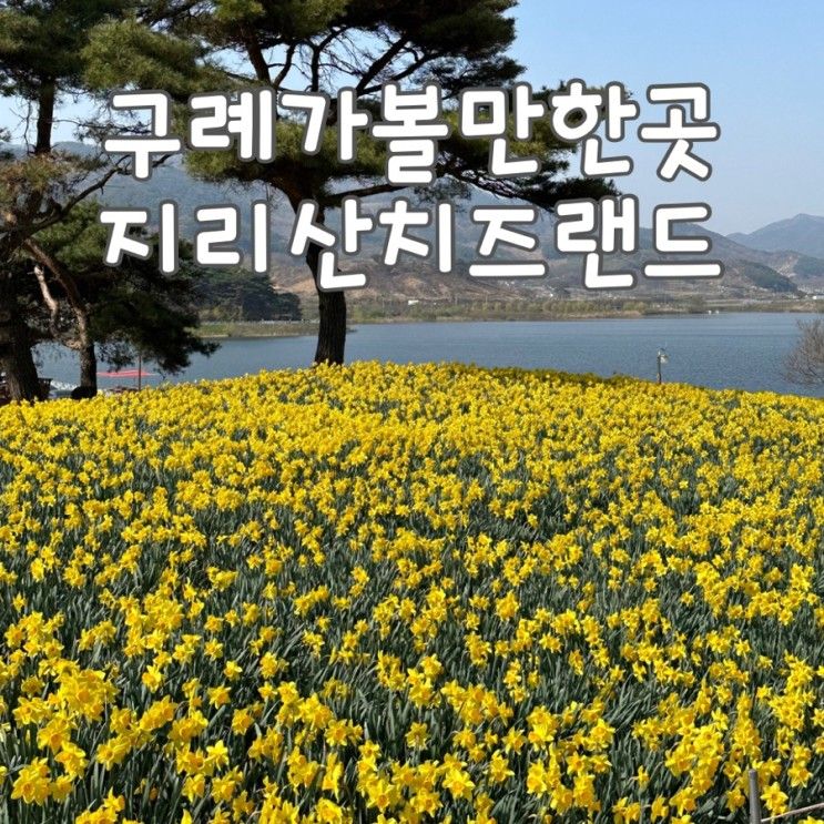 지리산 치즈랜드 수선화 만개했어요 이번주 놓치지마세요