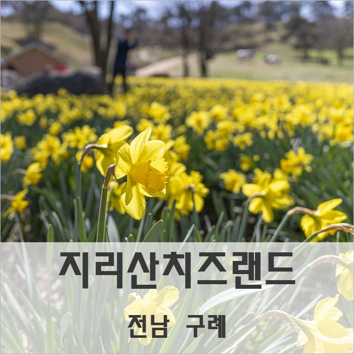 수선화 만발한 지리산치즈랜드 3월 27일 상황 [전남 구례 가볼... 