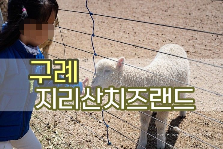 구례 지리산치즈랜드 보들보들 양이랑 수선화 아이랑 산수유 구경