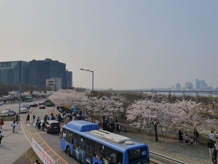 여의도 벚꽃 봄꽃축제 물빛광장 개화상태