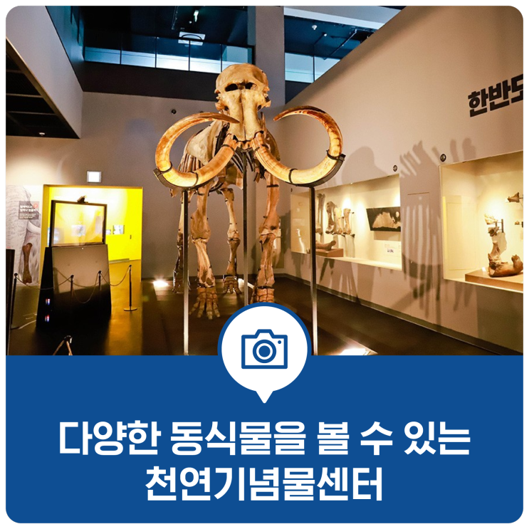 오랜 역사를 간직한 화석과 동식물을 볼 수 있는 천연기념물센터