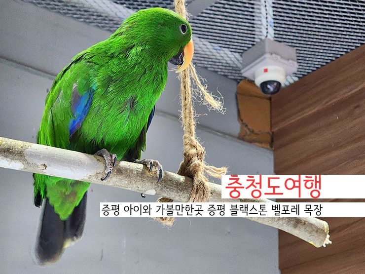 충청도여행 증평 아이와 가볼만한곳 증평 블랙스톤 벨포레 목장