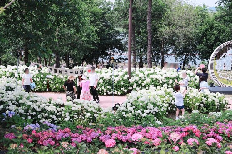평택가볼만한곳 : 평택내리문화공원의 수국꽃구경...