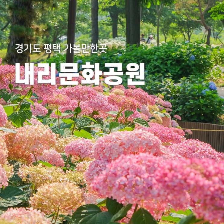 경기도 가볼만한곳 평택 내리문화공원 수국 꽃구경 데이트