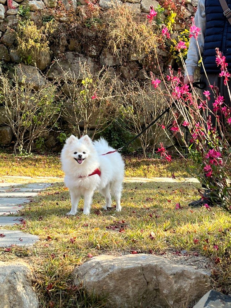 대구 가창 카페 / 새로생긴 반려동물 동반가능한 주리485