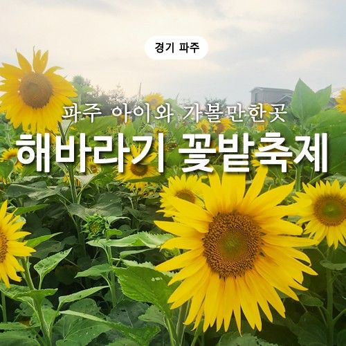 파주 해바라기 꽃밭 축제 법원읍 나들이