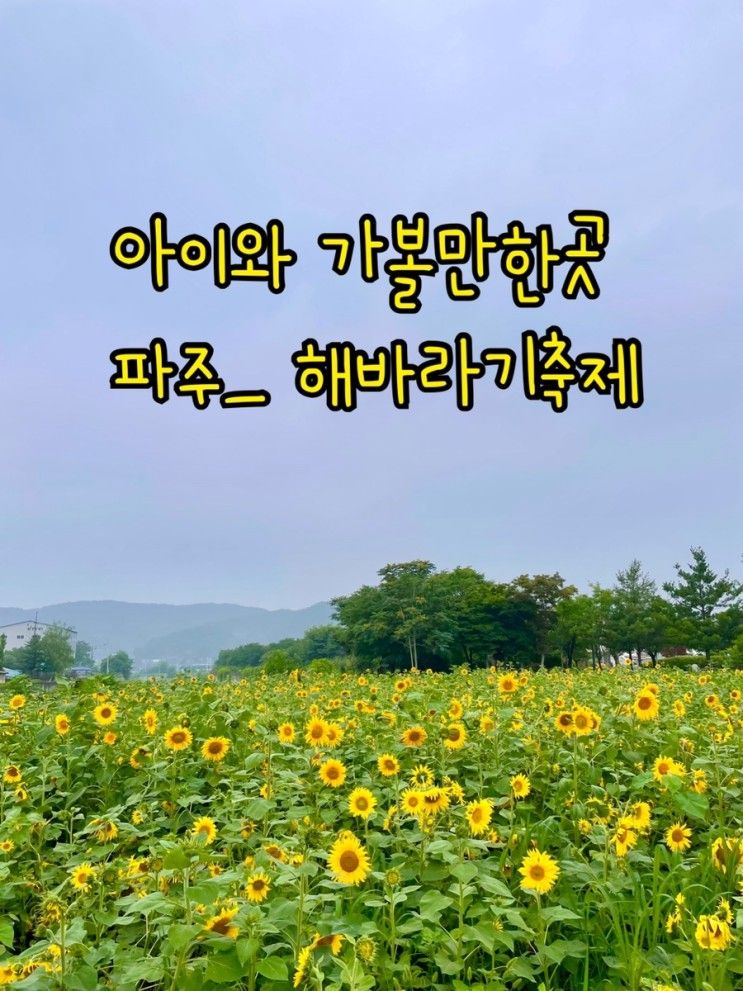 [아이와 가볼만한곳]파주 해바라기축제(체험부스, 카페리뷰)