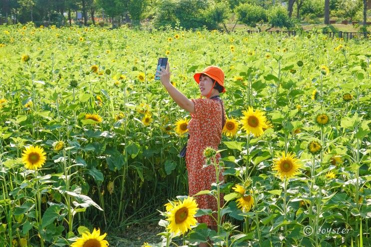 파주 가볼만한 곳 파주 해바라기 축제 파주 나들이로 좋아요.