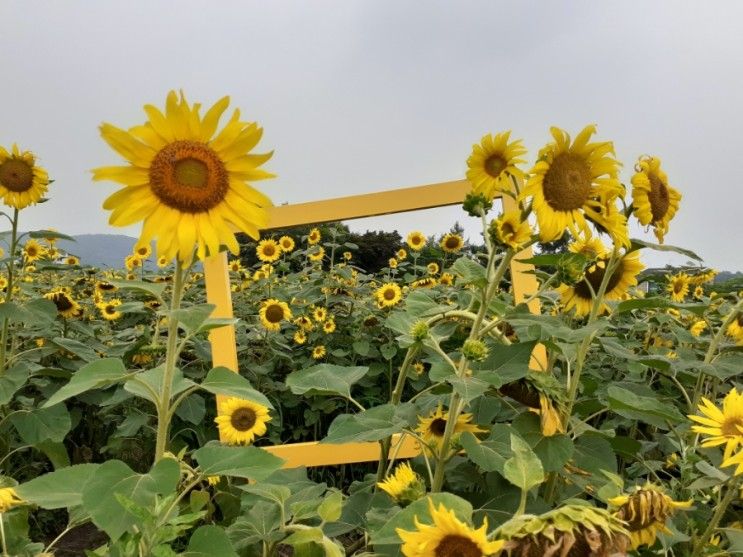 파주 가볼만한 곳 <법원읍 해바라기밭> 구경 후 법원3소공원...