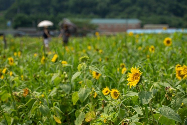 파주 법원리 해바라기