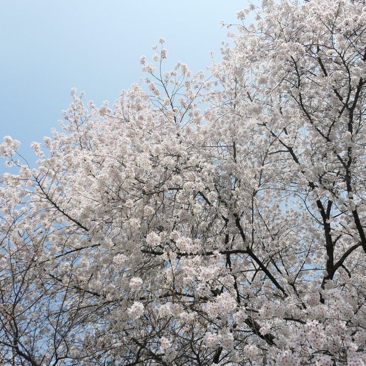 수원 팔달산 화성행궁 벚꽃놀이