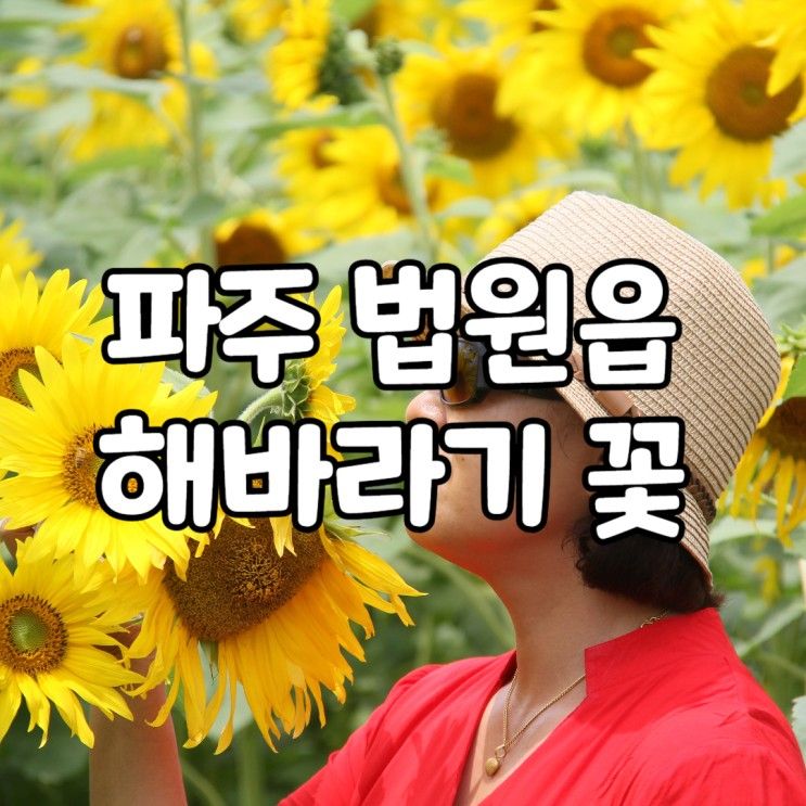 서울 근교 파주 법원읍 해바라기 꽃밭 7042카페 법원리...