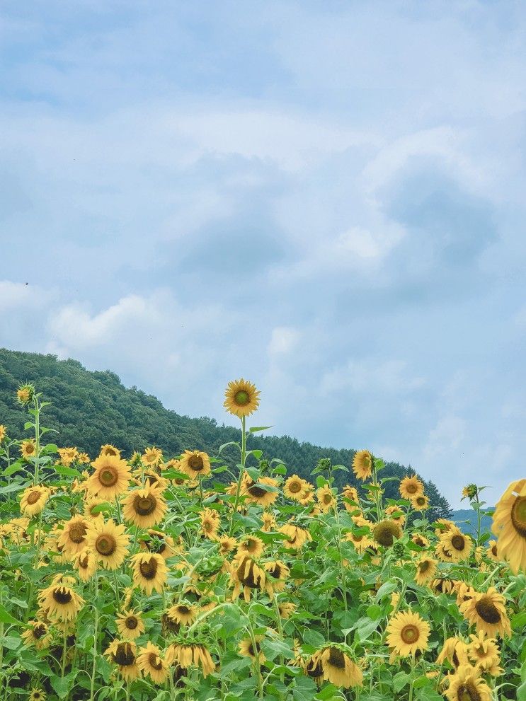 파주 가면 여기 가보셔야죠? 해바라기도 보고