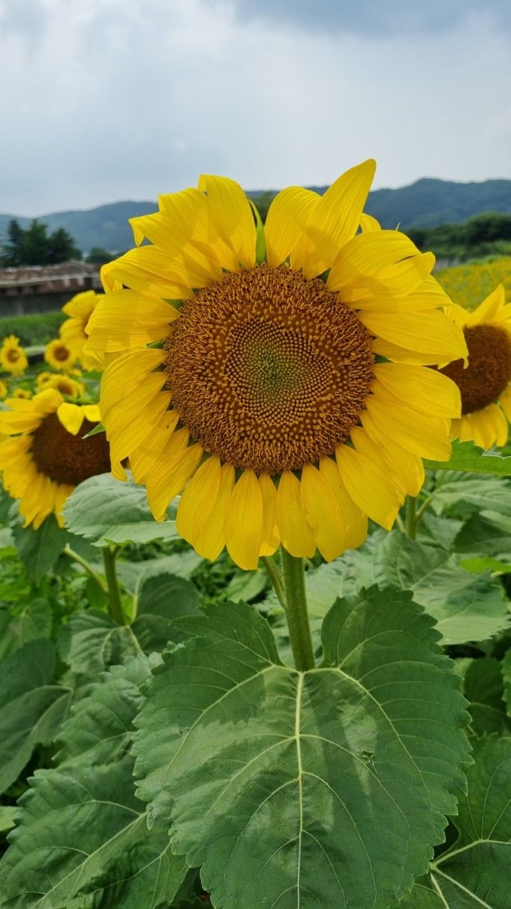 파주가볼만한곳: 파주 법원읍 해바라기꽃 구경하기 좋게...