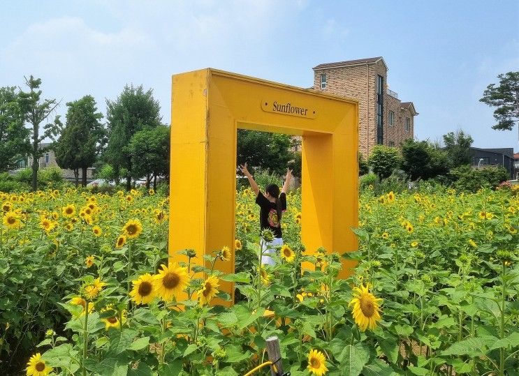 2023 파주 법원읍 해바라기꽃밭축제, 여름 해바라기