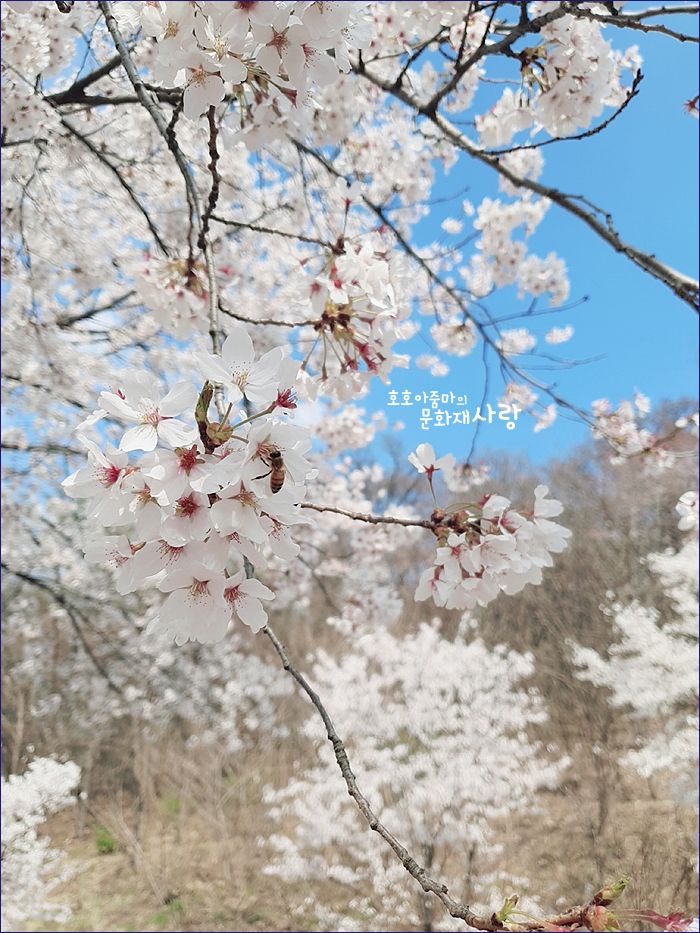 경기도 여행 ) 동두천 벚꽃명소 '자유수호평화박물관... 