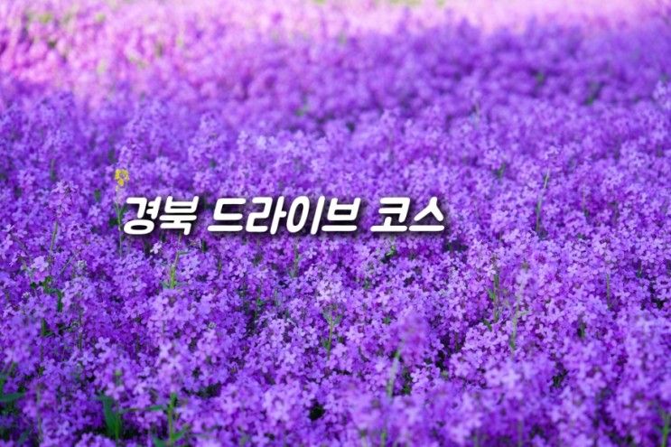 코스 5월 꽃구경 보라색 유채꽃 영천 여행 생태지구공원