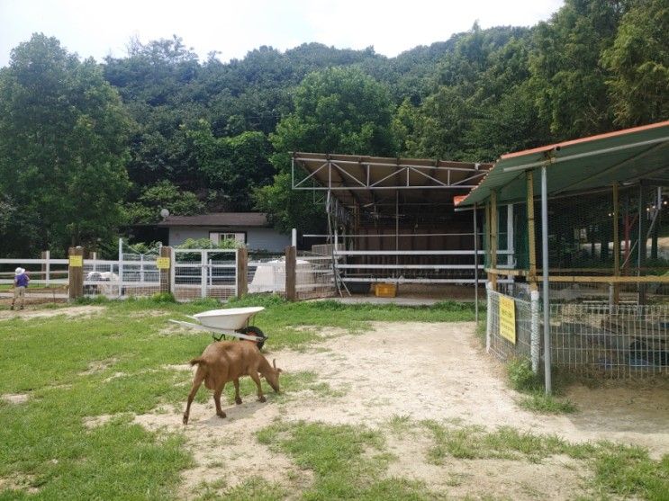 여주 아이랑 놀기 좋은 야외 은아목장