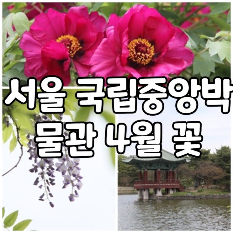 서울 국립중안 박물관 & 용산가족공원 4월 봄꽃 모란 등나무 꽃... 