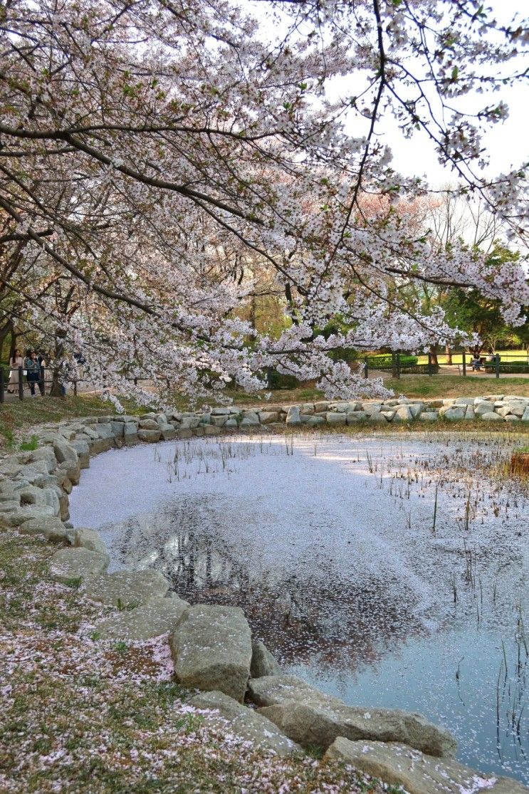 용산가족공원 벚꽃 엔딩_용산 가볼만한곳