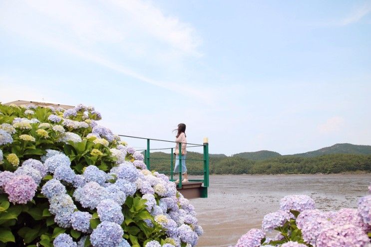 [여수여행] 여수 로스티아 수국이 있는 바다뷰 카페겸 레스토랑... 